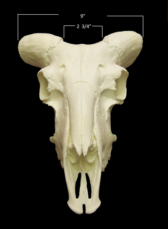 ram skull front
